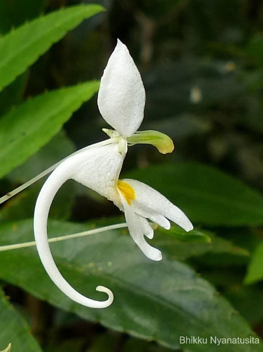 Impatiens cornigera Arn.